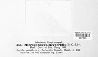 Microsphaera berberidis image